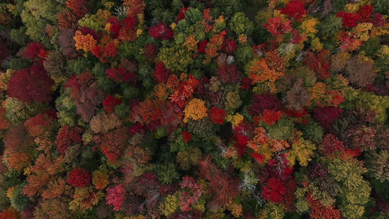 vista de pájaro del follaje de otoño en una montaña boscosa