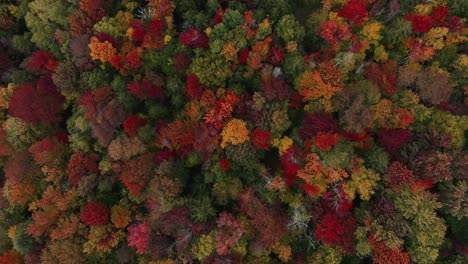 bird's eye view of fall foliage in forested mountain