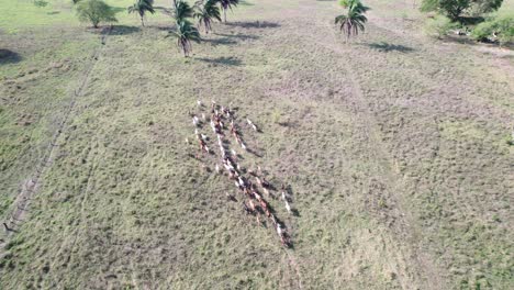 aerial view: colorful herd of cows walking across green pasture