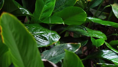 raindrop on tropical leaves closeup background