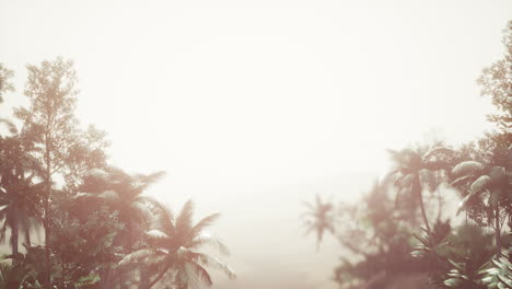 Tropischer-Palmenregenwald-Im-Nebel