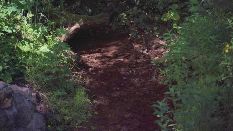 Water-stream-flowing-in-the-Carpathian-mountains,-Handheld-stable-medium-shot