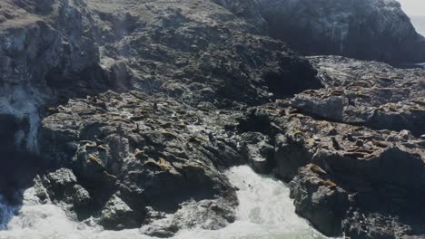 Slowly-approaching-aerial-drone-shot-of-seals-on-ocean-rocks-in-sunshine,-with-large-seals-in-the-waves-attempting-to-get-onto-the-rocks-through-crashing-waves