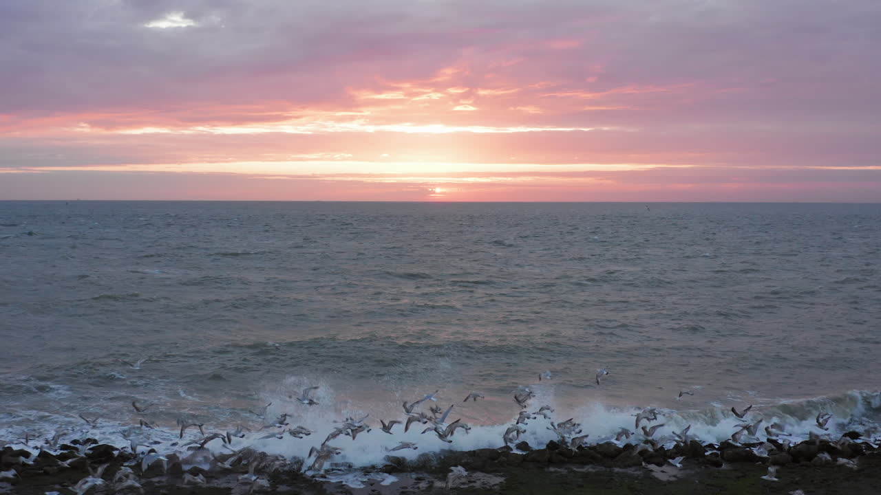해가 질 때 웨스트카펠의 제방에서 날아가는 갈매기들