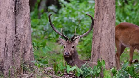 el ciervo del campo es una especie en peligro de extinción debido a la pérdida de hábitat y la caza