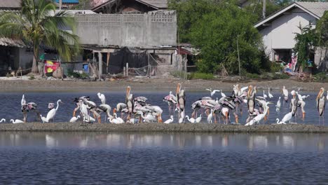 4k-Wildlife-Nature-Reserve-Mit-Riesigen-Sibirischen-Kranichen,-Die-Sich-Von-Den-Salzseen-Von-Phetchaburi,-Thailand,-Ernähren