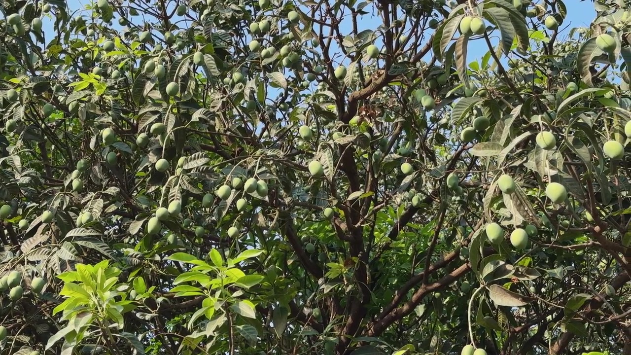 Ripresa panoramica attraverso la chioma di un albero di mango, piena di grappoli di manghi verdi acerbi appesi ai rami sotto la luce naturale del giorno, in un contesto di frutteto tropicale.