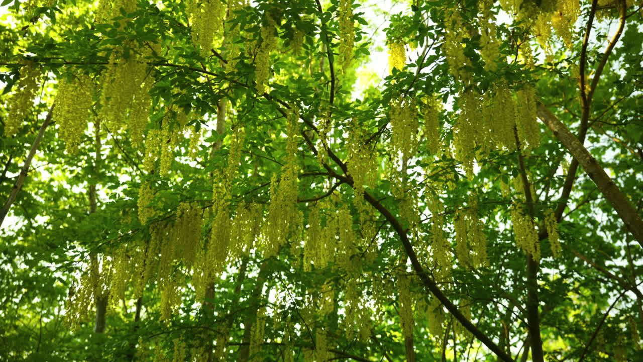 Camera goes up and show the willow tree in the woods with the sun shining