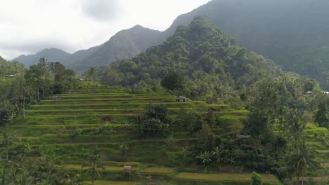 Vista-Aérea-De-Una-Exuberante-Terraza-De-Arroz-Verde-En-Bali,-Indonesia