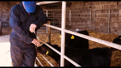 cattle farmer petting young calfs