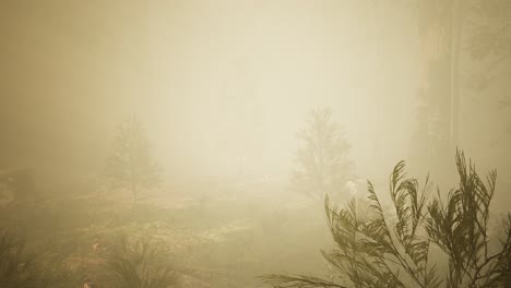 Bosque-De-Otoño-Y-árboles-En-La-Niebla-De-La-Mañana