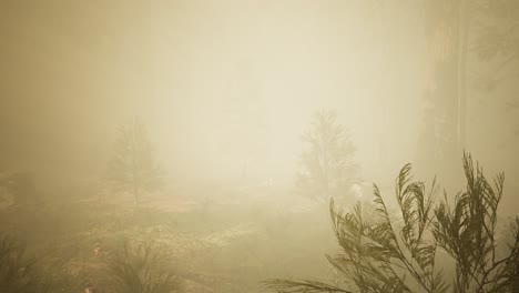 autumn forest and trees in morning fog