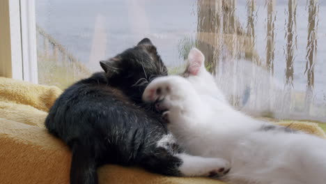 Adorable-kitten-siblings-playing-and-cuddling-next-to-window,-slow-motion