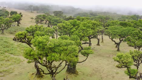 Vista-Aérea-Del-Bosque-Fanal-En-Madeira