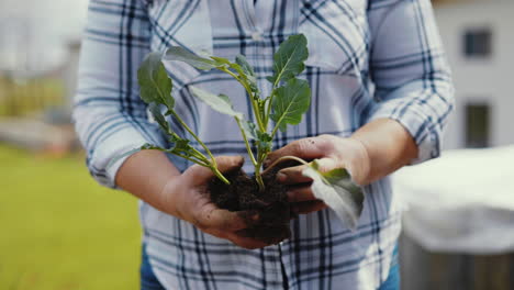 woman planting a young cabbage seedling