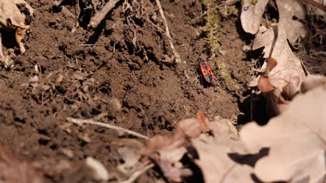 close up shot of a red fire bug trying to crawl up a dirt heap but falling down