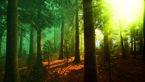 niebla matutina en el bosque de secuoyas gigantes