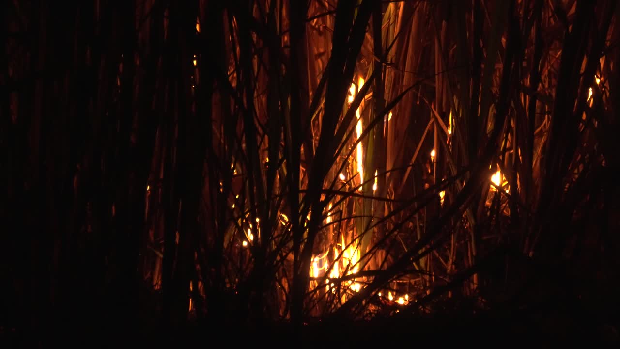 Sugarcane Field Burning at Night