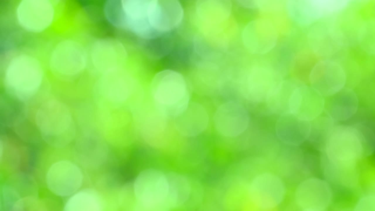 緑の背景 抽象 ぼんやりした葉っぱ 鮮やかな日光