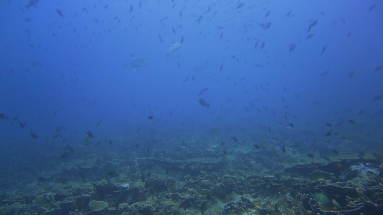 작은 물고기가 많은 산호초와 은색 트레발리 사냥