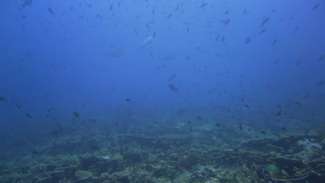 Arrecife-De-Coral-Con-Muchos-Peces-Pequeños-Y-Jureles-Plateados-Cazando-Entre-Ellos