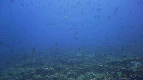 arrecife de coral con muchos peces pequeños y jureles plateados cazando entre ellos