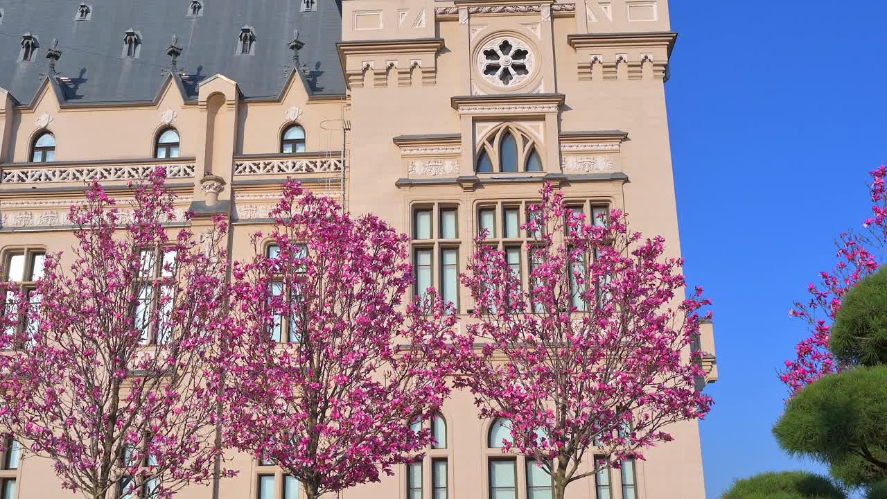 Iasi, Romania - April 25, 2021: Pink magnolia trees in front of the Palace of Culture