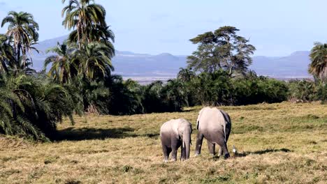 elephant cow and calf feeding together at amboseli