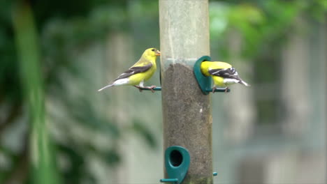 Goldfinches-eat-nyjer-seed-from-a-bird-feeder-in-slow-motion