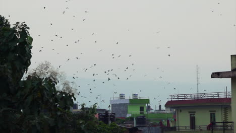 Große-Zeitlupenaufnahme-Eines-Vogelschwarms,-Der-Um-Asiatische-Häuser-In-Nepal-Fliegt