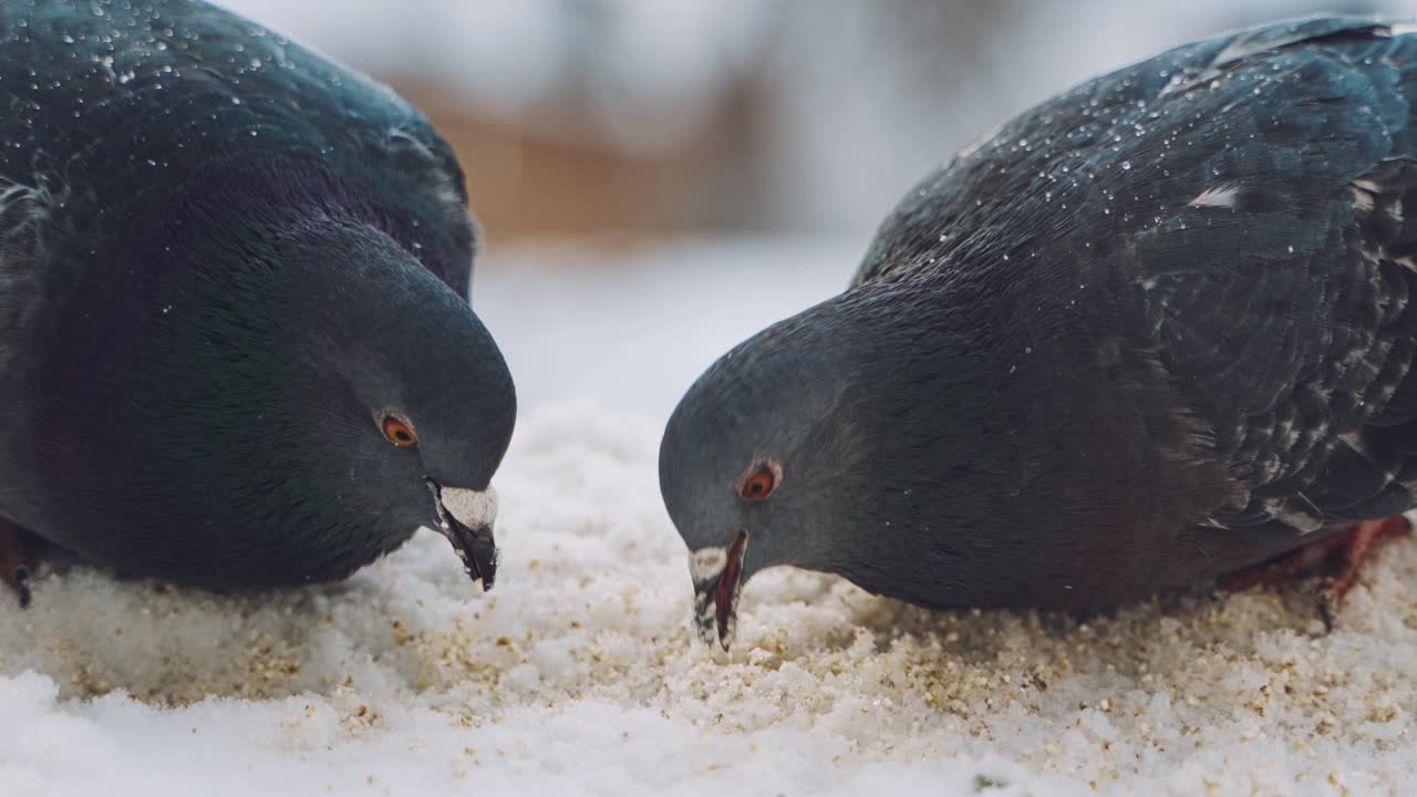 Birds feeding at winter. Brave pigeons struggling with the cold on the winter streets
