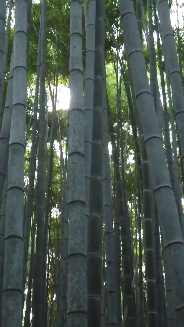 Close-up com inclinação para cima de bambu verde e dourado na floresta natural de Arashiyama, Quioto, Japão