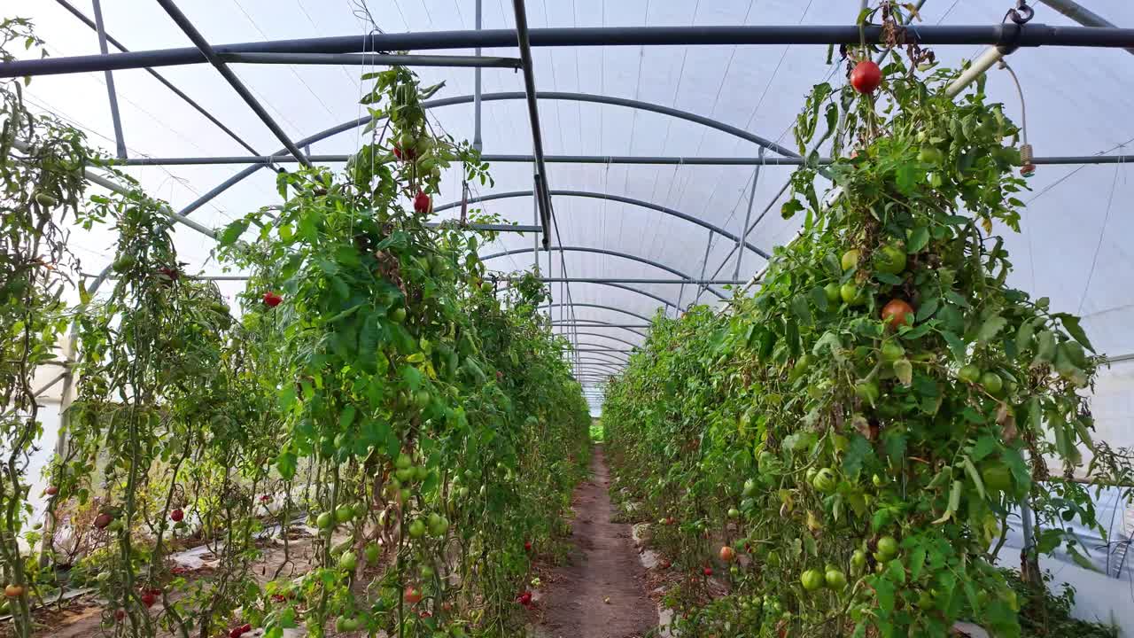Lateral camera movement across rows of tomato plants inside a greenhouse. Only a few tomatoes remain on the plants as the growing season ends