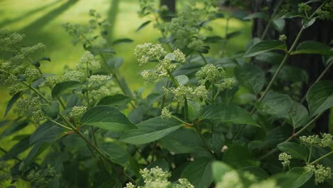 Hydrangea-in-the-garden-with-small-flower-buds,-panning-shot