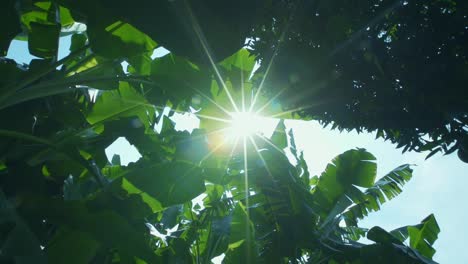 Hojas-De-Banano.-Rayos-De-Sol-Filtrándose-A-Través-De-Hojas-Verdes