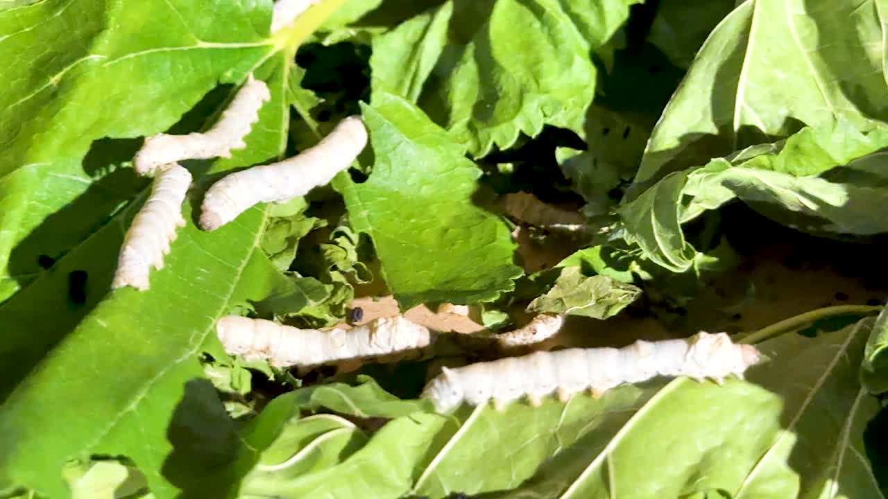 신선한 녹색 몰베리 잎을 적극적으로 섭취하는 실크 벌레