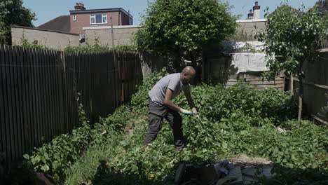 ethnic minority adult male clearing bindweed in back garden