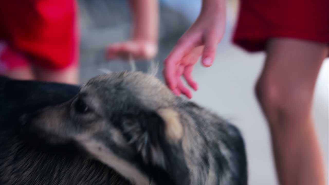 Close up of a children's hands petting black and brown, stray dogs on the street