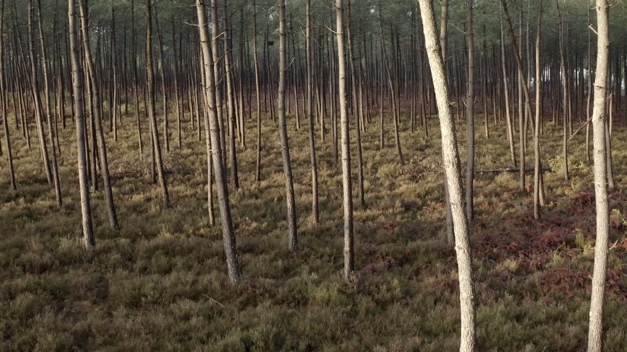 Aerial view through dense pine tree trunks in Landes forest, Castets, France. Woodland interior, nature texture, forest floor, sunlight patterns