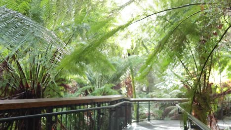 lush greenery along a tranquil boardwalk path