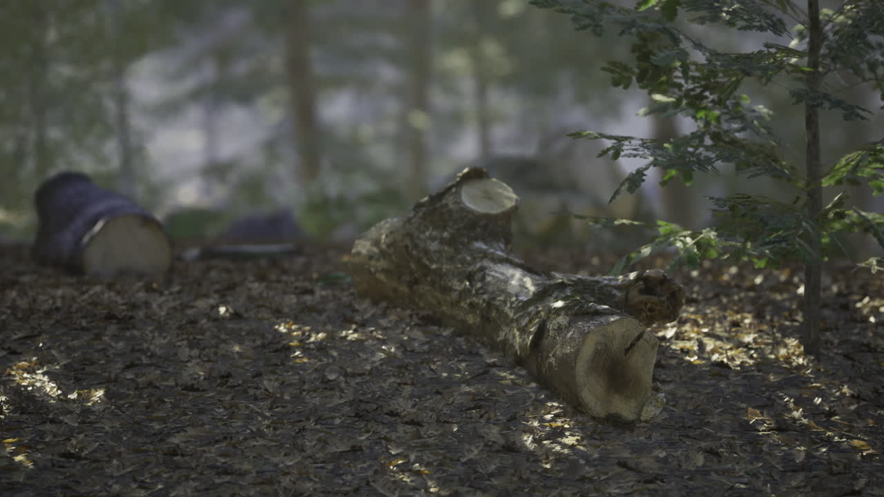 Log resting on forest floor surrounded by trees in soft natural light