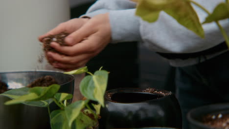reempotamiento de las plantas de interior