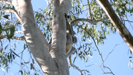 australian koala in its natural habitat scratching its thick fur while clinging to an eucalyptus tree