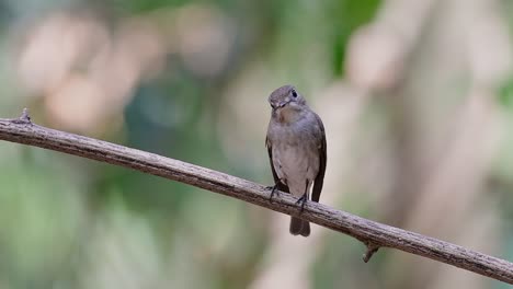 El-Papamoscas-Marrón-Asiático-Es-Un-Pequeño-Pájaro-Paseriforme-Que-Se-Reproduce-En-Japón,-Himalaya-Y-Siberia