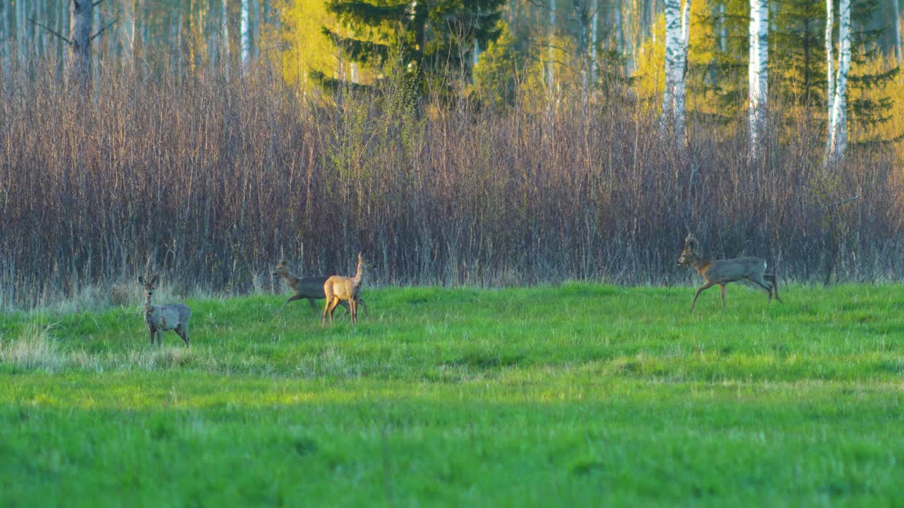 grupo de corzos europeos salvajes mirando hacia la cámara en un prado verde, tarde soleada de primavera, hora dorada, plano medio desde la distancia