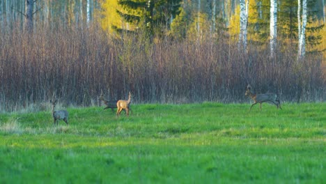 Gruppe-Wilder-Europäischer-Rehe-Mit-Blick-Auf-Die-Kamera-Auf-Einer-Grünen-Wiese,-Sonniger-Frühlingsabend,-Goldene-Stunde,-Mittlerer-Schuss-Aus-Der-Ferne