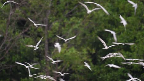 Seeschwalben-Sind-Seevögel,-Die-Auf-Der-Ganzen-Welt-Im-Meer,-In-Flüssen-Und-Anderen-Größeren-Gewässern-Zu-Finden-Sind