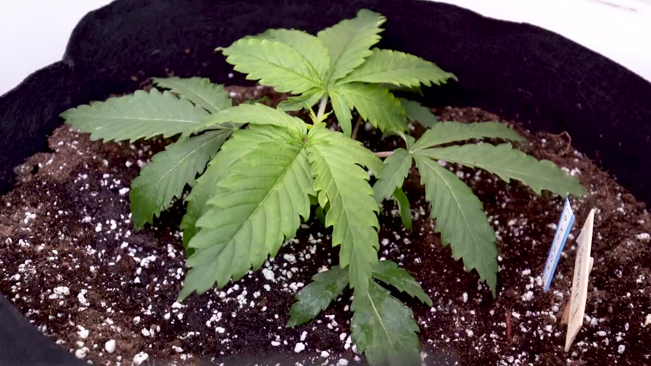 식물 가방에서 자라는 대마초에 물을 뿌린다 - 가까이