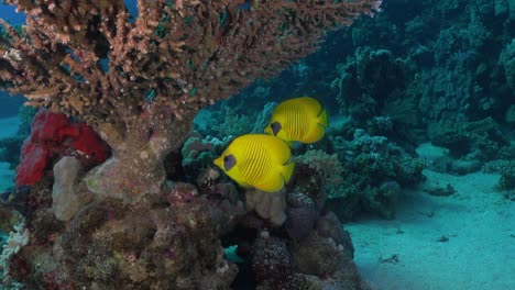 two yellow butterflyfish swimming around table coral