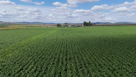 drone flyover of lush green crop fields